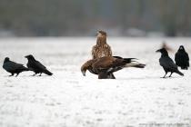 Steinadler